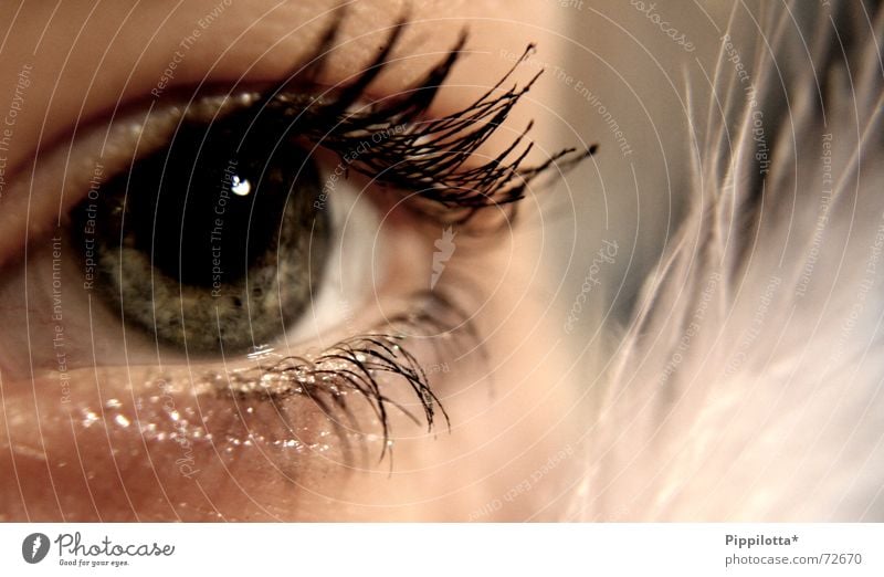 realising Wimpern weich Pupille Blick Organ federartig Wimperntusche fein Auge zart Publikum fixieren beachten sensibel Eindruck Charakter schön kalt glänzend