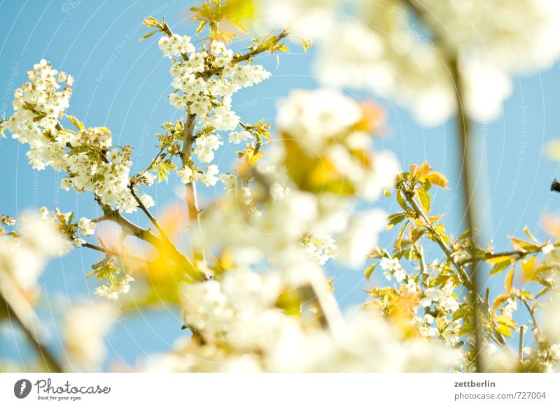 Kirsche Kirschblüten Blüte Blühend Frühling Himmel Froschperspektive Nahaufnahme Detailaufnahme Makroaufnahme Tiefenschärfe Baum Kirschbaum Ast Zweig Blatt