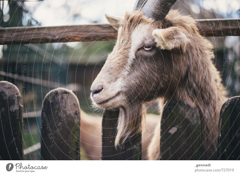 Ich hab wieder Bock drauf Ziegen Ziegenbock 1 Tier trendy tierisch Zaun Lücke Natur Tierporträt Tiergesicht Schwache Tiefenschärfe unlustig Langeweile