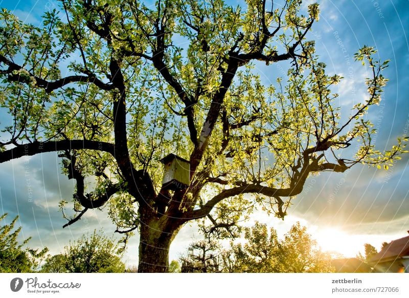 Vogelhaus bei Sonnenuntergang Blühend Blüte Frühling Garten Himmel Blütenknospen Blattknospe Natur Wachstum Wolken Wetter Klima Abend Feierabend Schrebergarten