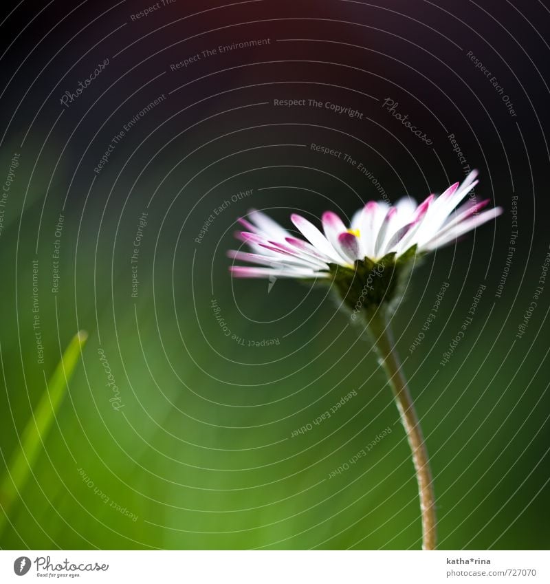 Lust auf Sommer . ii Pflanze Blume Gänseblümchen frisch schön grün rosa weiß sommerlich Farbfoto mehrfarbig Außenaufnahme Makroaufnahme Menschenleer