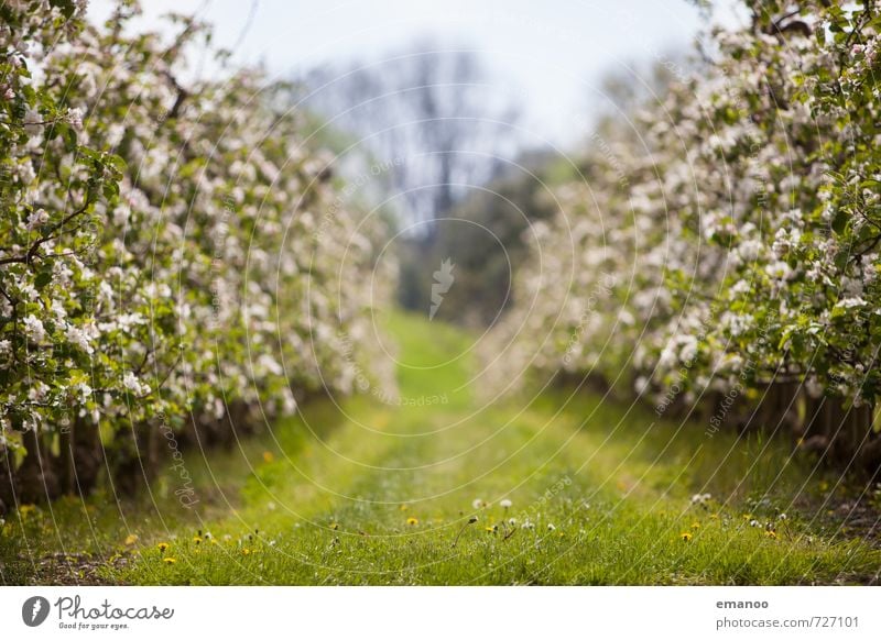 Apfelblütenreihe Frucht Bioprodukte Natur Landschaft Pflanze Frühling Wetter Baum Gras Blüte Nutzpflanze Feld Blühend Wachstum weich mehrfarbig grün Reihe