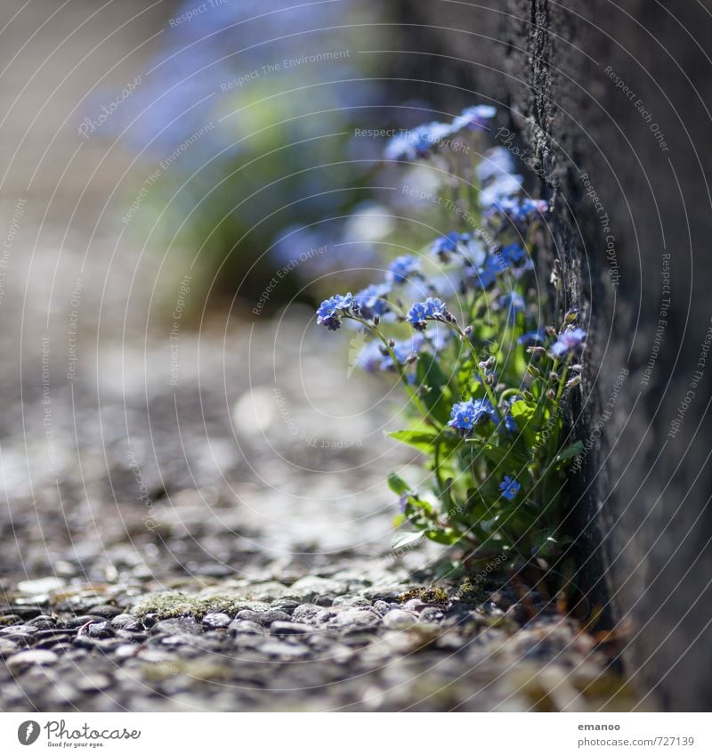 Mauerblümle Natur Pflanze Frühling Sommer Blume Sträucher Blüte Grünpflanze Wildpflanze Garten Park Wand Fassade Wachstum schön blau grau grün Duft Erfolg