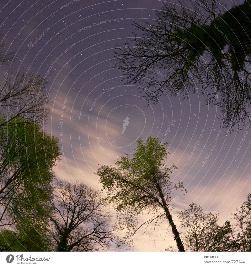 Nachtlichtung Ferien & Urlaub & Reisen Ferne Freiheit Sommer Natur Pflanze Himmel Wolken Nachthimmel Stern Wetter Wind Baum Wald Wachstum dunkel Waldlichtung