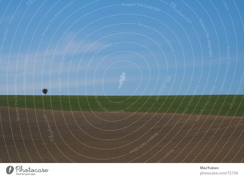 Bäumchen Feld Baum Wiese 3 Horizont Himmel Landschaft Ferne Farbe