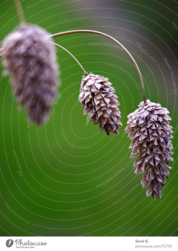 aller guten Dinge sind zwei 2 3 trocken Herbst Quaste hängen Pflanze grün Stengel zierlich zart vielschichtig Blume Vergänglichkeit vergangen einer zuviel