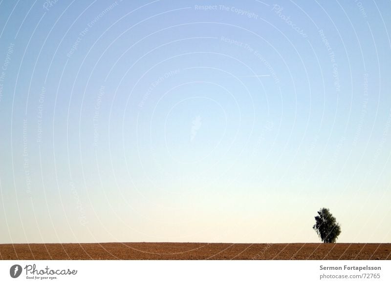 |---O Baum Wolken Feld Sommer Nachmittag Samstag Einsamkeit Landwirtschaft Wiese flach einzeln Horizont Himmel Wind Silhouette Skyline Amerika Ast Provinz