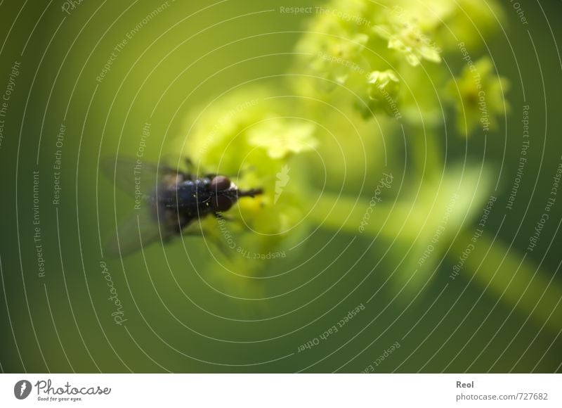 Eine Fliege Natur Pflanze Tier Blume Grünpflanze Garten Wiese Wildtier 1 Arbeit & Erwerbstätigkeit fangen fliegen Fressen krabbeln Ekel frech grün gefräßig