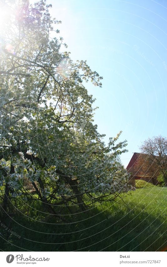 The Dorf Natur Himmel Sonnenlicht Frühling Baum Gras Wiese Menschenleer Haus Gebäude blau grün Idylle Obstbaum Blühend Ast Wolkenloser Himmel ländlich Farbfoto