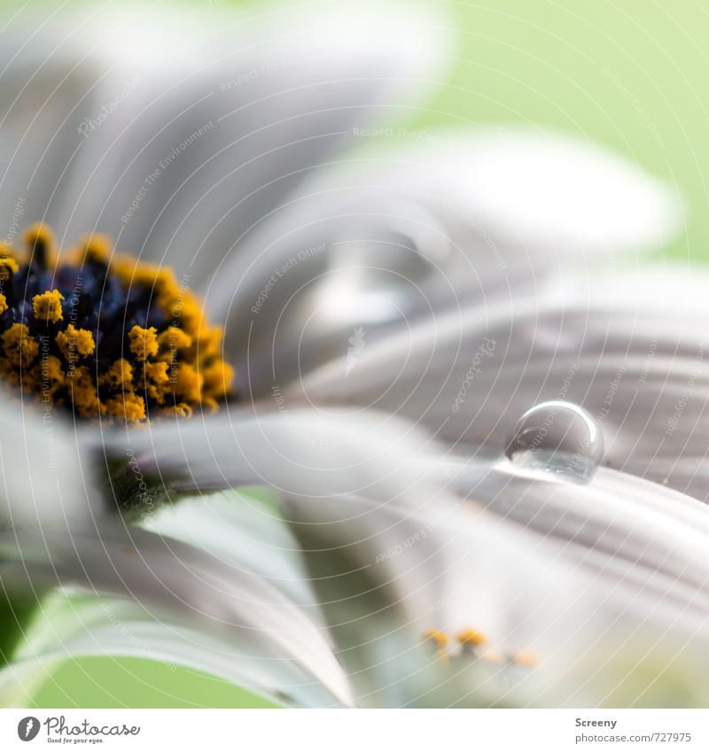 Klarheit Natur Pflanze Wasser Wassertropfen Blume Blüte elegant Flüssigkeit glänzend nass rund zart sensibel weich Blütenstempel Farbfoto Makroaufnahme