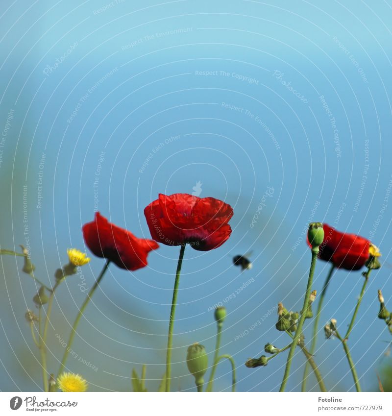 Bssssssssss Umwelt Natur Pflanze Tier Himmel Wolkenloser Himmel Sommer Schönes Wetter Blume Blüte Wildtier 1 hell nah Wärme blau gelb grün rot Hummel Mohn