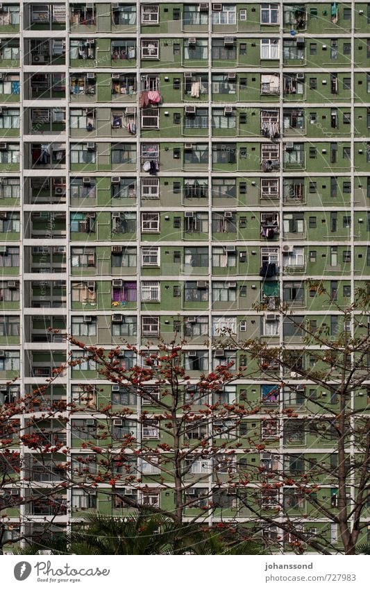 Platznot Baum Hongkong Stadt Hauptstadt überbevölkert Haus Hochhaus Fassade Fenster Häusliches Leben bedrohlich eckig einfach Zusammensein trist grün bescheiden