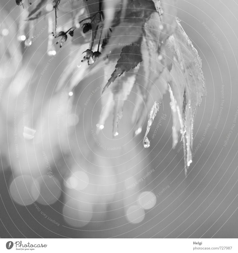 Melancholie... Umwelt Natur Pflanze Frühling Nebel Baum Blatt Blüte Ahorn Ahornblatt Garten Blühend glänzend hängen leuchten Wachstum ästhetisch außergewöhnlich