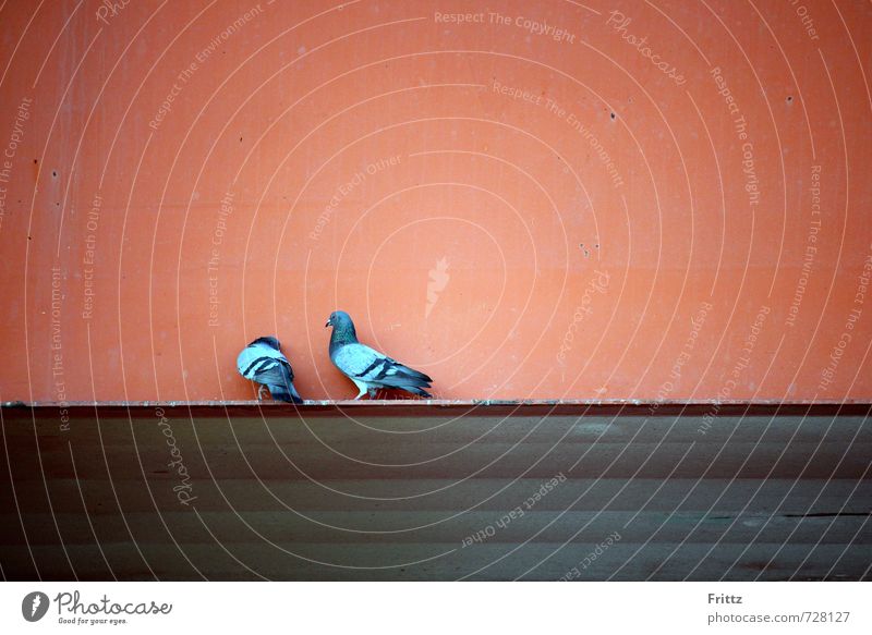 Flirt Natur Tier Mauer Wand Wildtier Vogel Taube Flügel 2 Tierpaar Brunft blau grau rot Gefühle Sympathie Verliebtheit kesser Blick Farbfoto Außenaufnahme