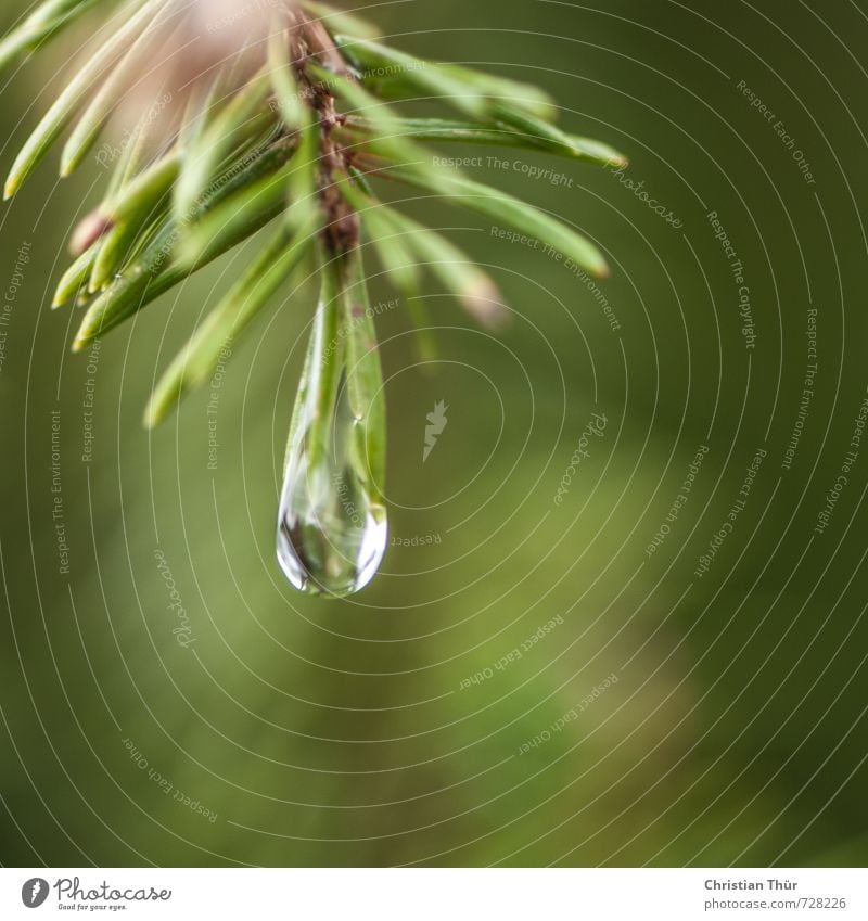 Regen im Wald Umwelt Natur Wassertropfen Frühling Sommer schlechtes Wetter Pflanze Baum Tanne Tannenzweig Duft Erholung hängen Wachstum glänzend nass stachelig