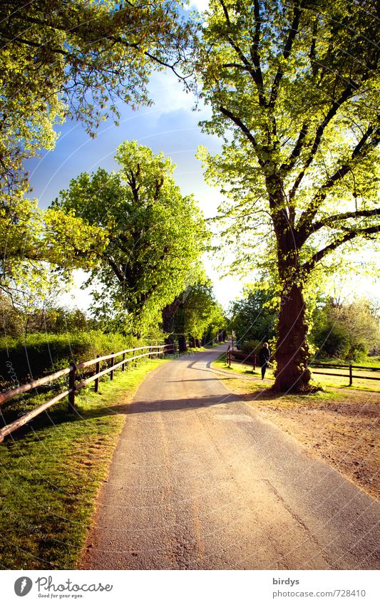 Abendstimmung Landschaft Wolken Sonnenlicht Frühling Sommer Schönes Wetter Baum Straße ästhetisch positiv schön Idylle Natur Stimmung Wege & Pfade ländlich