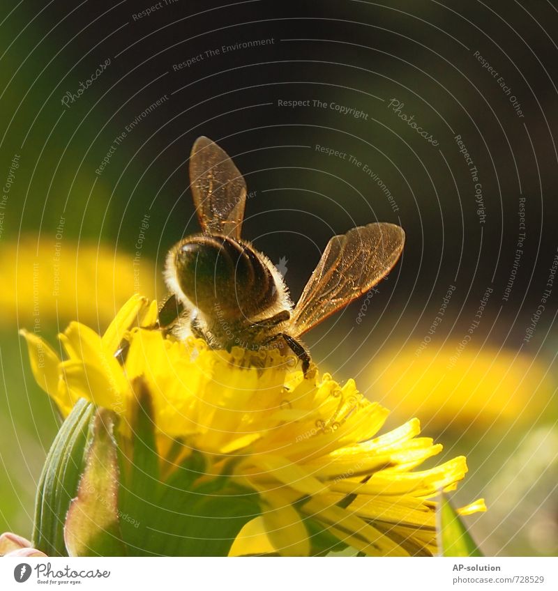 Biene Natur Pflanze Tier Frühling Sommer Schönes Wetter Gras Blüte Garten Park Wiese Nutztier fliegen sitzen Duft gelb grün Farbfoto Außenaufnahme