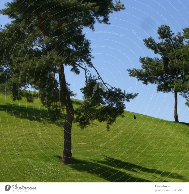 teletubbieland Wiese grün hell-blau Sommer Wolfsburg Vogel Baum Schatten Rasen