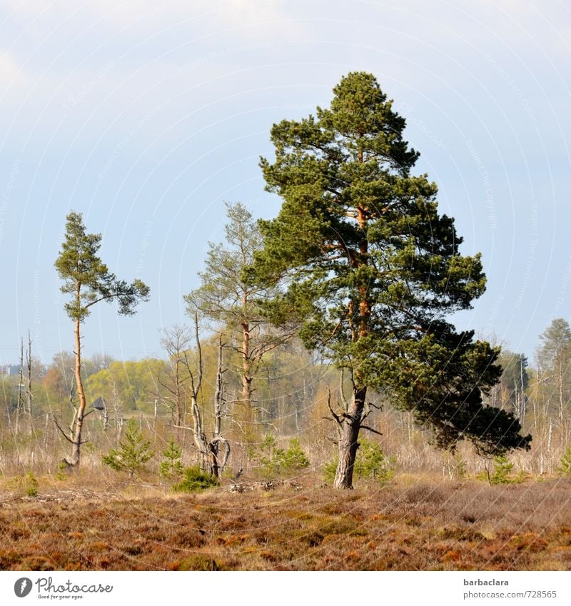 bodenständig | im Moor Natur Landschaft Pflanze Erde Himmel Sonnenlicht Baum Sträucher Moos Wald stehen Wachstum Klima Kraft nachhaltig ruhig Umwelt Ferne