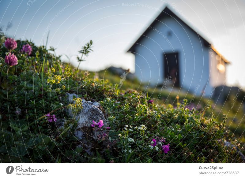 Kapelle Natur Pflanze Blume Wiese Alpen Berge u. Gebirge ästhetisch natürlich grün violett ruhig Alm Bergwiese Haus Stein alpin Farbfoto Außenaufnahme