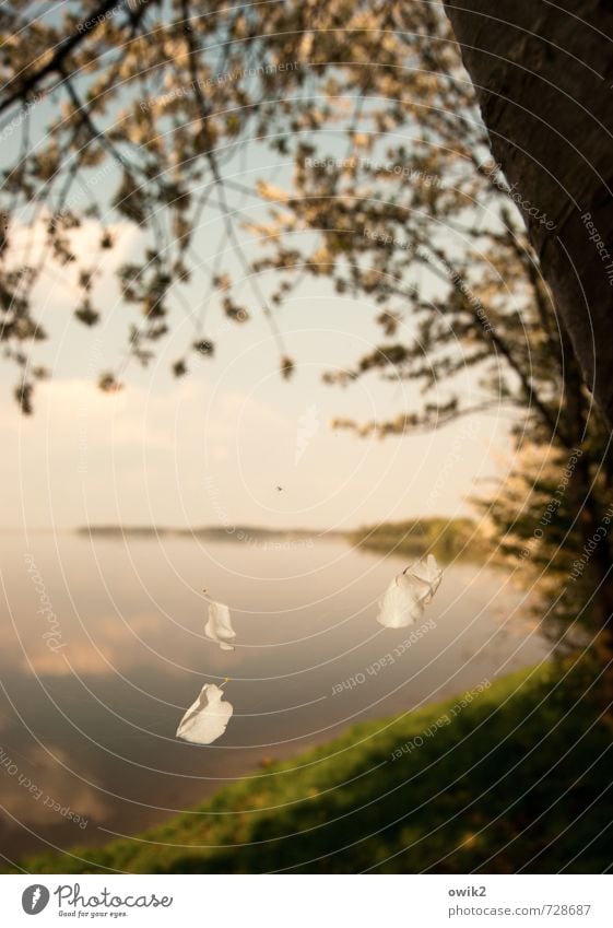 Sie liebt mich ... Umwelt Natur Landschaft Pflanze Wasser Himmel Wolken Horizont Baum Gras Sträucher Blüte Blütenblatt Baumblüte Seeufer Tier Spinne Spinnennetz