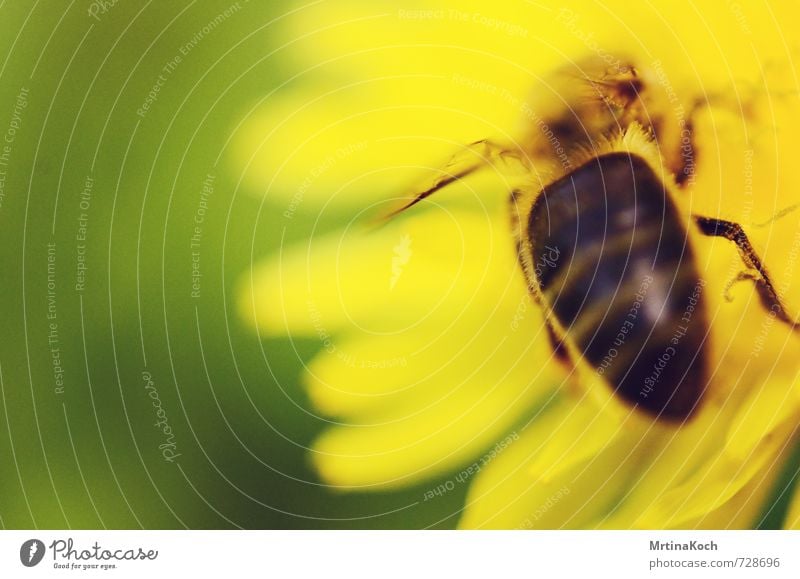 biene maja. Umwelt Natur Pflanze Tier Frühling Sommer Schönes Wetter Blume Blatt Blüte Wildtier Biene Flügel 1 bedrohlich Biene Maja ansammeln Honigbiene Insekt