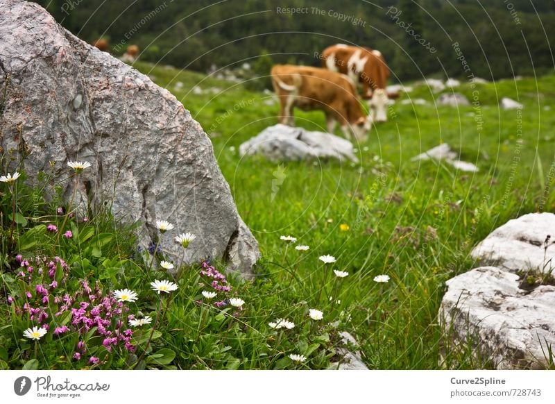 Almwiese Natur Pflanze Tier Frühling Blume Wiese Felsen Berge u. Gebirge Nutztier Kuh Fell 2 Herde Tierpaar Zufriedenheit Gänseblümchen violett Stein Kuhfell