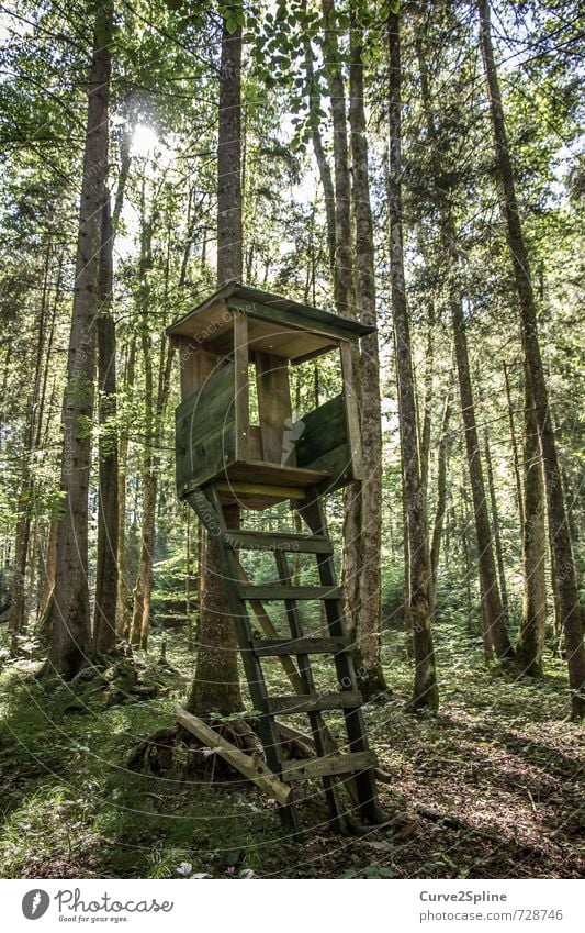 Jäger Natur Wald Jagd behüten ruhig Baum grün braun Leiter Holz Waldboden Hochsitz beobachten Wildtier Farbfoto Außenaufnahme Menschenleer Morgen