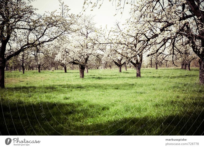 blütezeit Umwelt Natur Landschaft Pflanze Tier Sonnenlicht Frühling Schönes Wetter Baum Blume Gras Sträucher Grünpflanze Nutzpflanze Wildpflanze Blüte Blühend