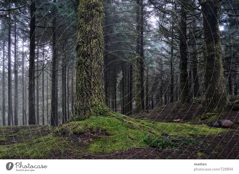 bodenständig Landschaft Pflanze Klima Wetter schlechtes Wetter Nebel Baum Gras Moos Wald Hügel Berge u. Gebirge grau grün Farbfoto Außenaufnahme Menschenleer