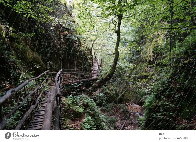 In den Wald ... wandern Natur Landschaft Pflanze Erde Schönes Wetter Baum Sträucher Moos Farn Wildpflanze Urwald Schlucht Felsenschlucht Laubwald Bewegung alt