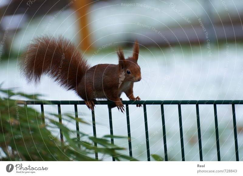 Kletterkünstler Garten Park Wald Tier Wildtier Eichhörnchen 1 Zaun beobachten niedlich braun mehrfarbig grün weiß Abenteuer elegant Klettern Nagetiere Farbfoto