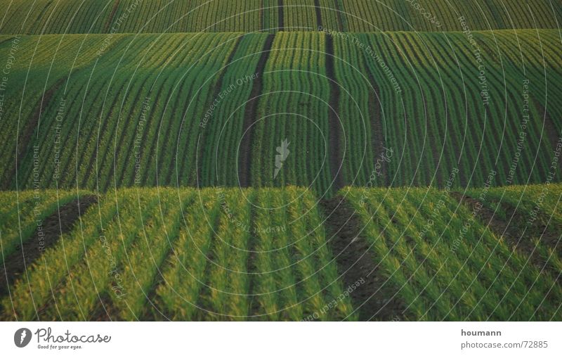 Wellen in der grünen Landschaft Feld Streifen landscape field striefen waves