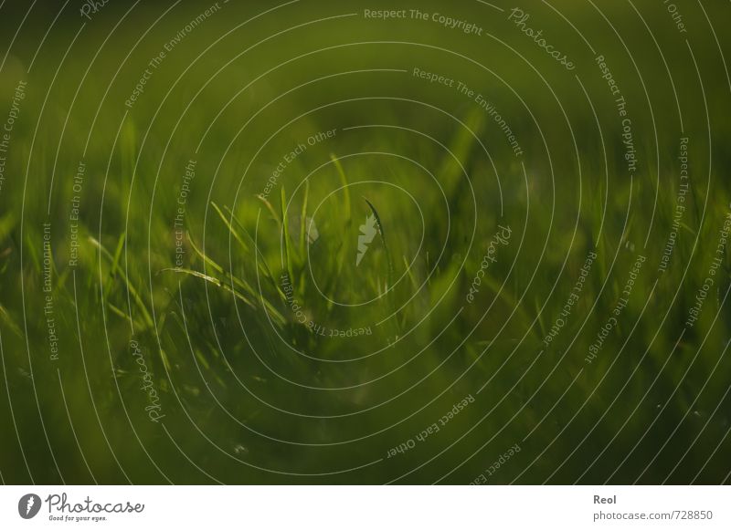 Frühlingserwachen Umwelt Natur Pflanze Erde Schönes Wetter Gras Grünpflanze Wiese grün Garten Farbfoto mehrfarbig Außenaufnahme Nahaufnahme Detailaufnahme