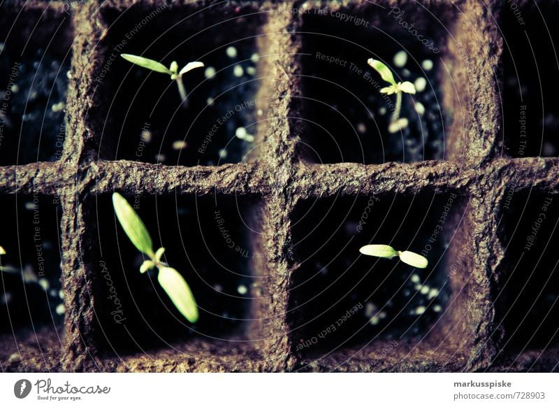 Pflanzzeit - Urban Gardening Lebensmittel Ernährung Essen Bioprodukte Vegetarische Ernährung Diät biologisch Biologische Landwirtschaft Postwachstumsökonomie