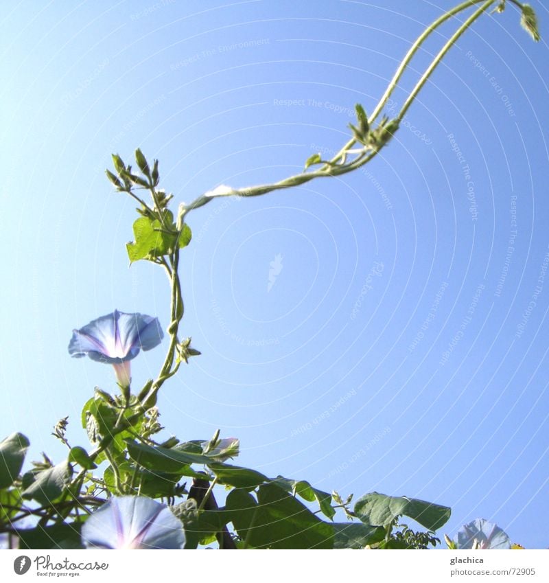 Letzte Sommertage I violett zart Kletterpflanzen Blume Blüte schön Pflanze Herbst Horizont grün Mut Zärtlichkeiten blau Himmel Klettern Schlaufe Wind