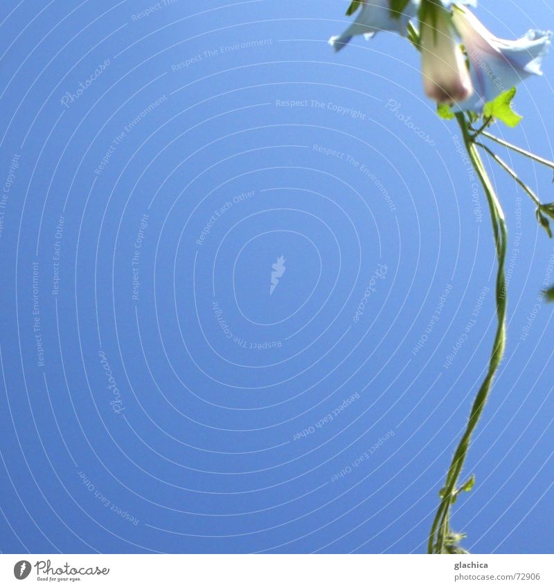 Letzte Sommertage II violett zart Kletterpflanzen Blume Blüte schön Pflanze Herbst Horizont grün Mut Zärtlichkeiten blau Himmel Klettern Schlaufe Wind