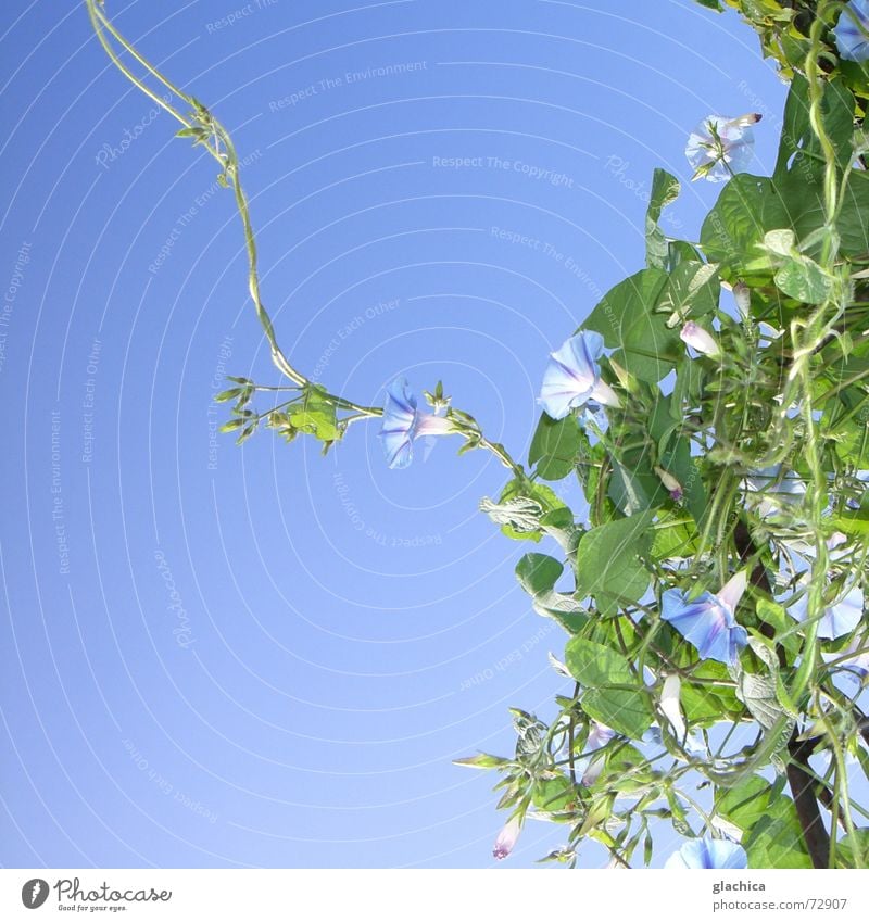 Letzte Sommertage III violett zart Kletterpflanzen Blume Blüte schön Pflanze Herbst Horizont grün Mut Zärtlichkeiten Blatt blau Himmel Klettern Schlaufe Wind