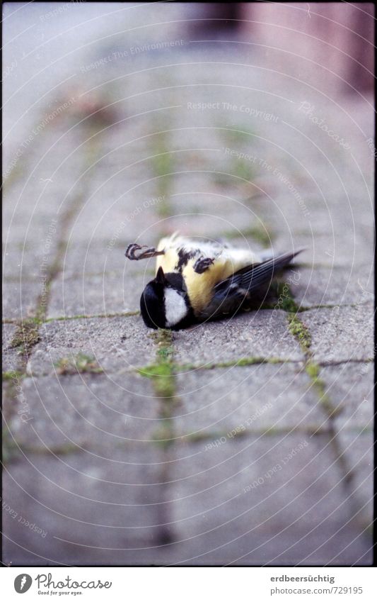 meisetot Stadt Wege & Pfade Bürgersteig Vogel Flügel Krallen Kohlmeise liegen trist Traurigkeit Tod Natur Vergänglichkeit Wandel & Veränderung Pflastersteine