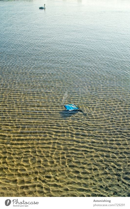 Müll im Wasser Umwelt Natur Landschaft Frühling Tier Wildtier Schwan 1 Schwimmen & Baden nass blau braun Boden Ferne Muster Wellen Strukturen & Formen Sand