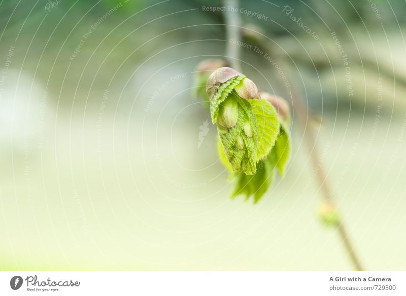 AST 7 - I'm new here Umwelt Natur Pflanze Frühling Baum Blatt Blütenknospen Garten Park Wald Wachstum frisch einzigartig natürlich grün entfalten platzen