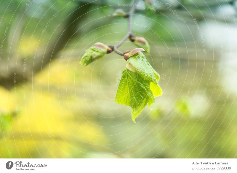 AST 7 - der Beginn Umwelt Natur Pflanze Frühling Schönes Wetter Baum Garten Park Wald Wachstum natürlich gelb grün aufwachen Blütenknospen frühlingshaft