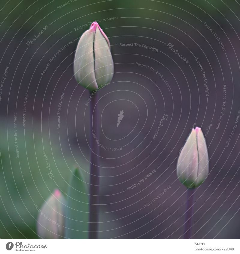 Tulpen vor der Premiere blühende Tulpen Frühlingsblumen erwartungsvoll elegant Tulpenknospen Frühlingsboten Vorfreude geheimnisvoll Erwartung Vorbereitung