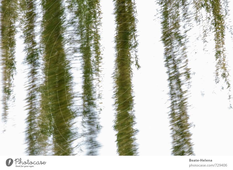 AST 7 | alles ist im Fluss Ferien & Urlaub & Reisen Umwelt Natur Frühling Pflanze Sträucher Wege & Pfade Wasser atmen exotisch grün weiß Wasserpflanze Binsen