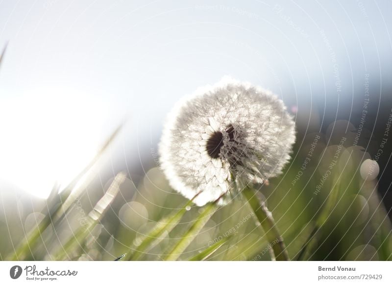 PusteMorgen Natur Wassertropfen Himmel Frühling Blume Gras Wiese frisch nass blau grün Löwenzahn Tau Halm Farbfoto Außenaufnahme Menschenleer Textfreiraum oben