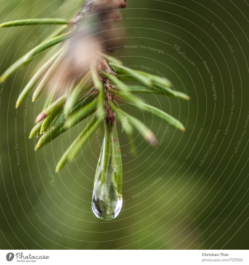 Regentropfen im Wald Umwelt Natur Wasser Wassertropfen Frühling Herbst schlechtes Wetter Baum leuchten träumen ästhetisch schön stachelig braun grün schwarz