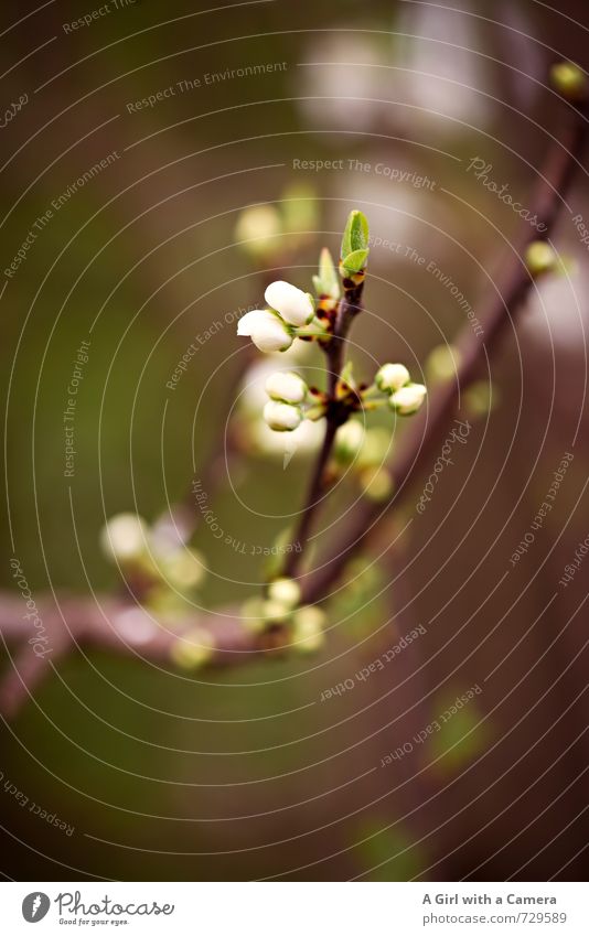 AST 7 I es wird Umwelt Natur Pflanze Frühling Blüte Garten Park Blühend Wachstum frisch natürlich neu Blütenknospen Gedeckte Farben Außenaufnahme Nahaufnahme