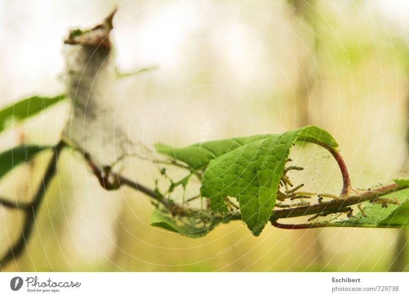 K(l)eine Spinner?! ruhig Wissenschaften Landwirtschaft Forstwirtschaft Natur Pflanze Tier Sonne Frühling Sträucher Blatt Wildpflanze Raupe Schwarm ästhetisch