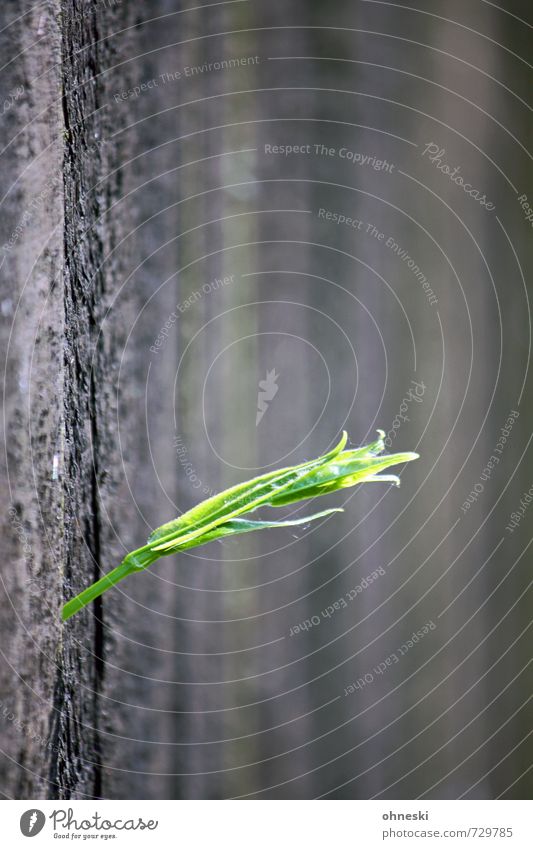 Good Morning Pflanze Gras Garten Zaun Holzzaun grün Leben Wachstum Farbfoto Außenaufnahme Textfreiraum oben Textfreiraum unten Unschärfe Schwache Tiefenschärfe