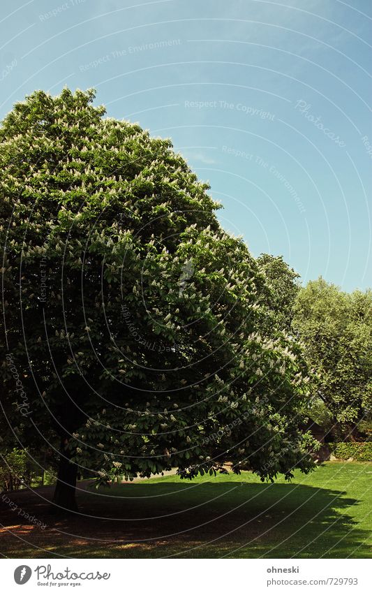 Kastanie Wolkenloser Himmel Frühling Schönes Wetter Baum Blüte Kastanienbaum Park gigantisch grün Frühlingsgefühle Leben Zufriedenheit Kraft Farbfoto